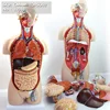 ENOVO/ Torso,85cm,Bisexuals,27-parts, Plastic Human Body Teaching Anatomical Model, 12013