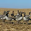 Outdoor goose decoy flocked full-body canada goose decoys for goose hunting