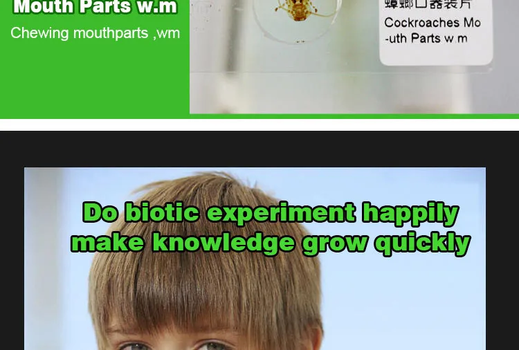 005 Entomology series microscope slides.jpg