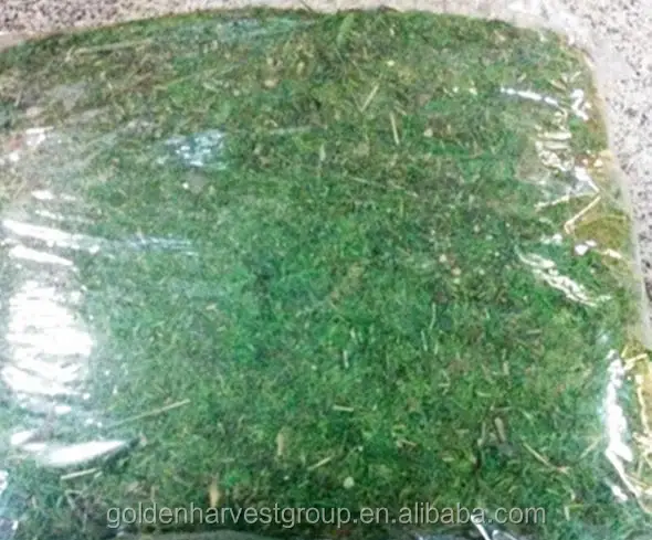 green color preserved natural decorative moss