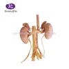 Real kidney model for human