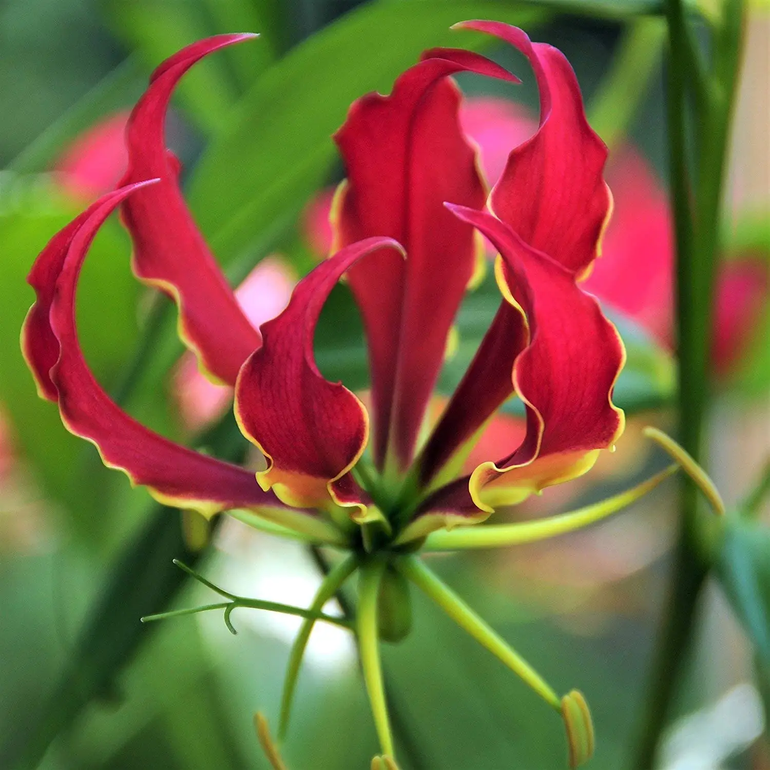 Asiatic Lily Bulbs Bulk Starlette Mixed Bag of2