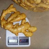 New crop ginger seeds/ ginger buyer/ price ginger