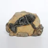 NOMOY PET 2019 NEW arrivals resin craft reptile terrarium decoration landscape resin fish fossil NS-122