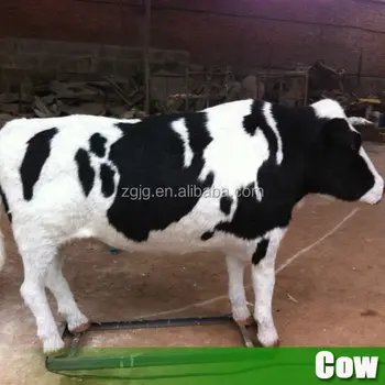 Animasi Resin Sapi Hidup Ukuran Hewan Patung Buy Resin Sapi