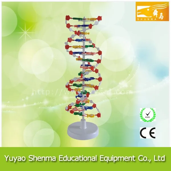 Dna Modelo Biológico Molécula De Adn De Ampliar La Educación Modelo De  Estructura - Buy Molécula Modelo Product on 