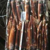 Red Oceanic Squid (Todarodes sagittatus)