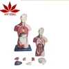 High quality 7 parts Mini human torso with head, neck and trunk anatomical model