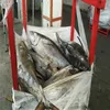 Hot selling Frozen Fresh Yellowfin Tuna with Top quality