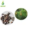 Hei Song Wholesale Price Planting Seeds Pine Tree Seeds