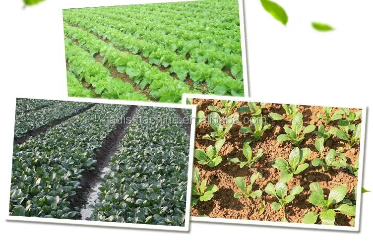vegetable seeder planting