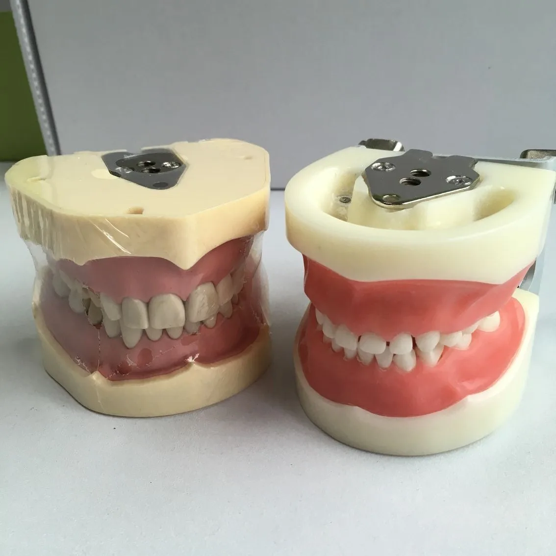 Student Teaching Study Education Nissin Dental Model Base - Buy Dental Model,Nissin Dental Model