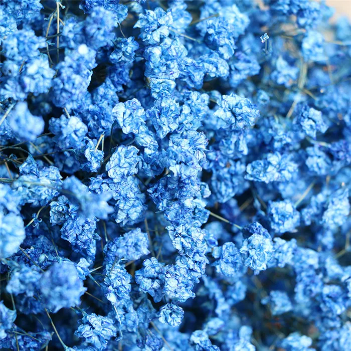 F1222 Hot Selling Babysbreath Dried Flowers Dry Preserved Flower Buy