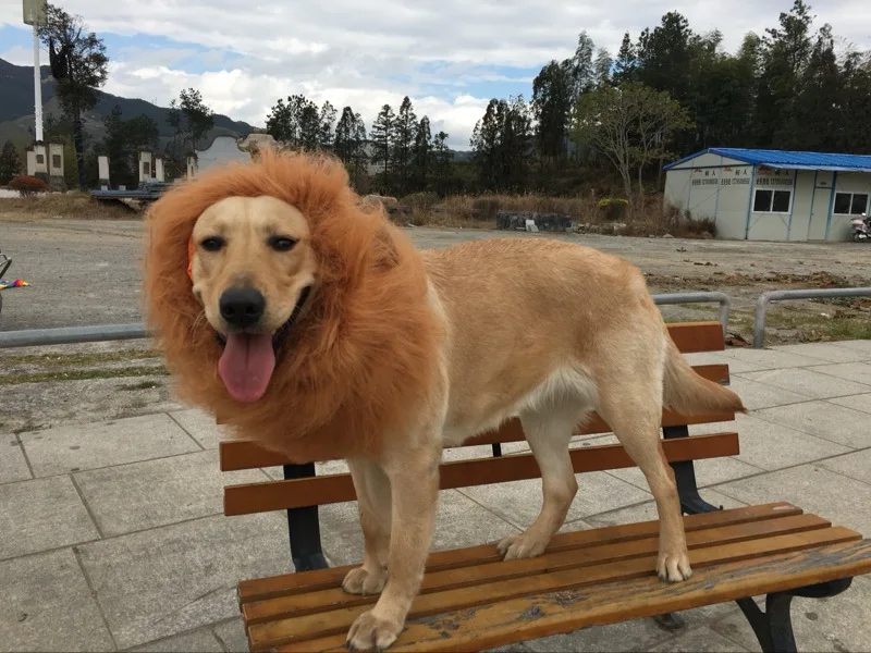 ライオンペットかつらライオンの頭飾り楽しい犬vivdウールかつら Buy かつらのための犬 ライオンheadress 犬のおもちゃ Product On Alibaba Com