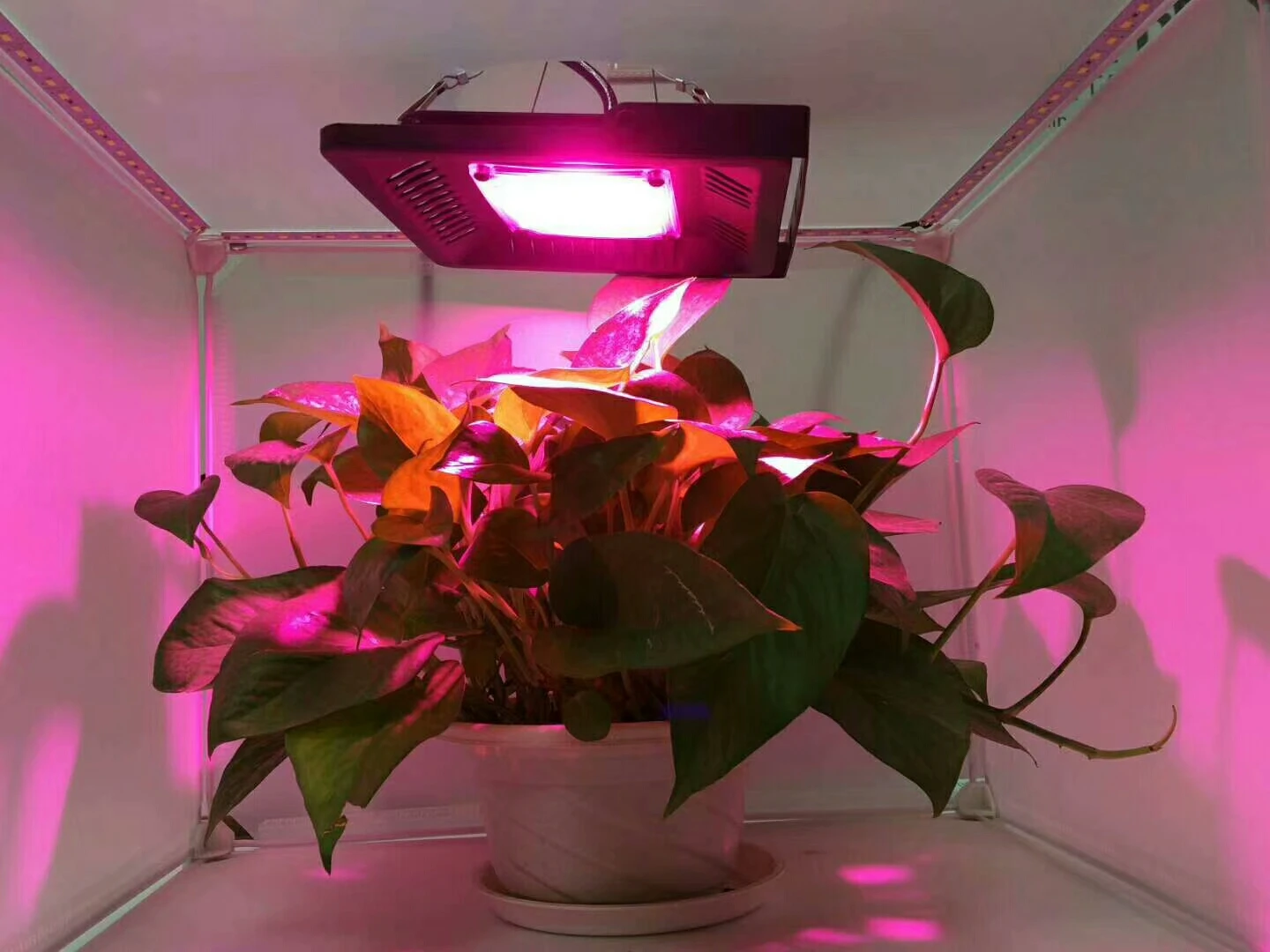 mmexport1529475711038(1)