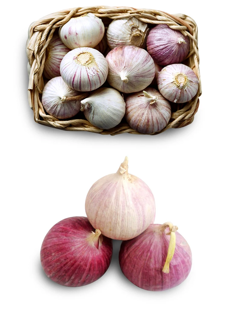 High Quality Fresh Single Clove Garlic Buy Fresh Solo Garlic,Solo