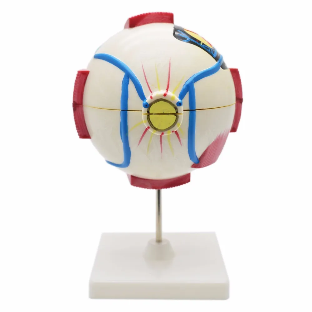 人体解剖眼模型