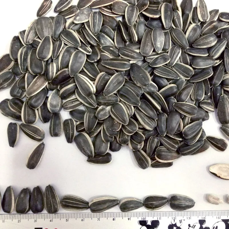 Wholesale Chinese Sunflower Seed 1121/909 Buy Sunflower Seeds