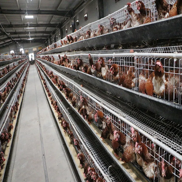一种适用于卢旺达的家禽养殖场鸡层笼