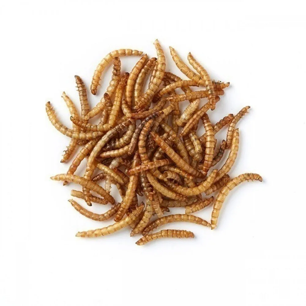 Dried Mealworm Powder Protein Powder Insect Tenebrio Molitor Powder
