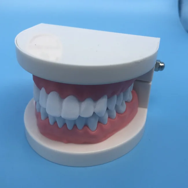 Modelo De Estudio De Dientes De Ortodoncia Dental Para La Enseñanza ...