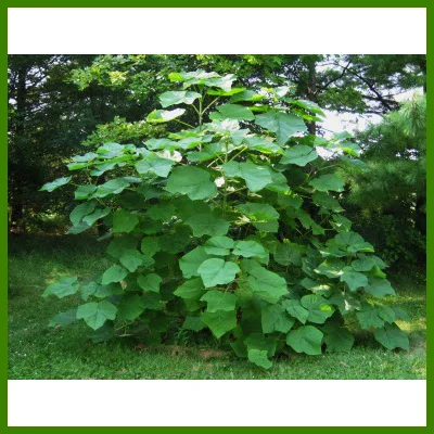 Paulownia4.JPG