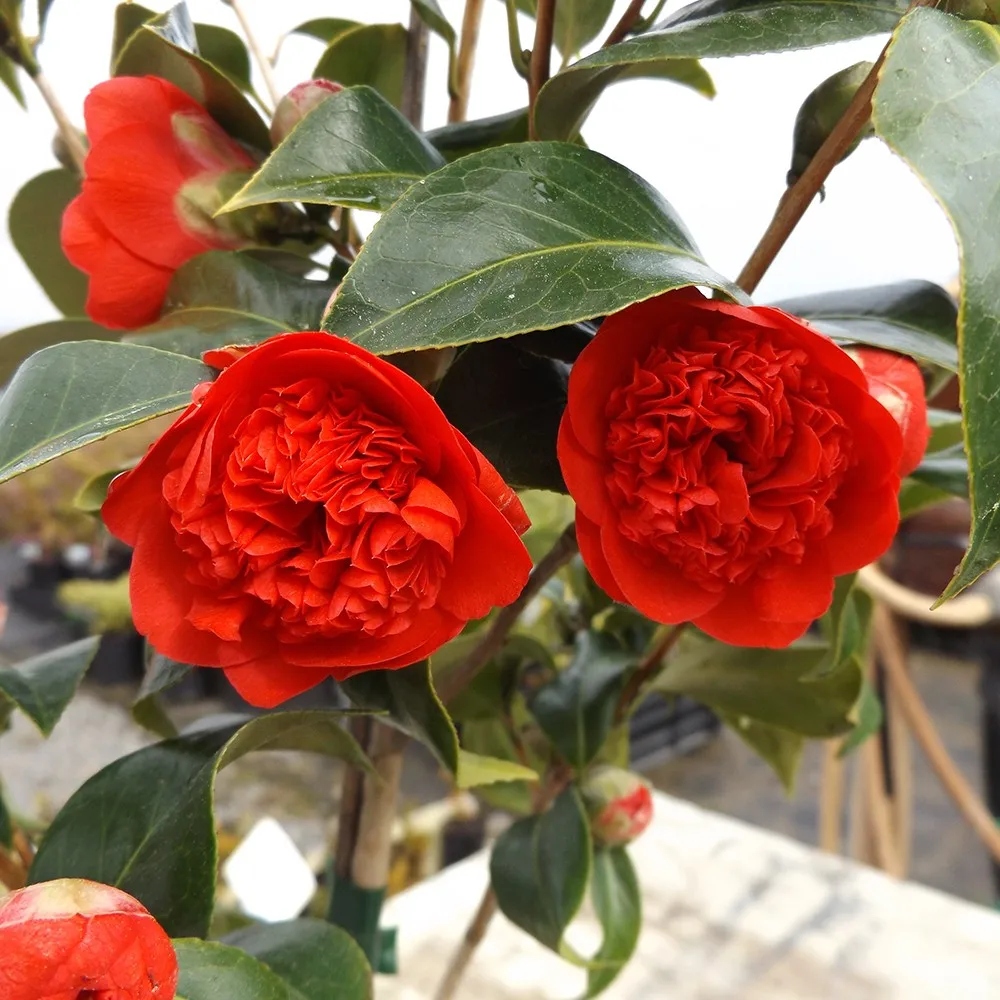 Hot Sale Red Flower Color Bonsai Live Plant Camellia Sinensis Plant Camellia Sp Buy Bonsai