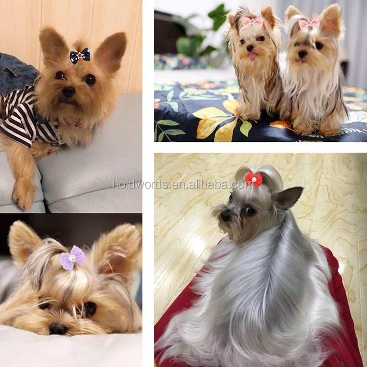 yorkie dog bows