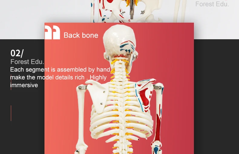 5 artificial skeleton.jpg