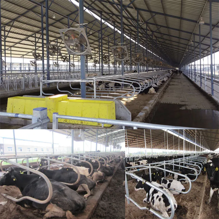 Yomo Dairy Farm Equipment Single Cow Free Stalls Cattle Farm Equipment