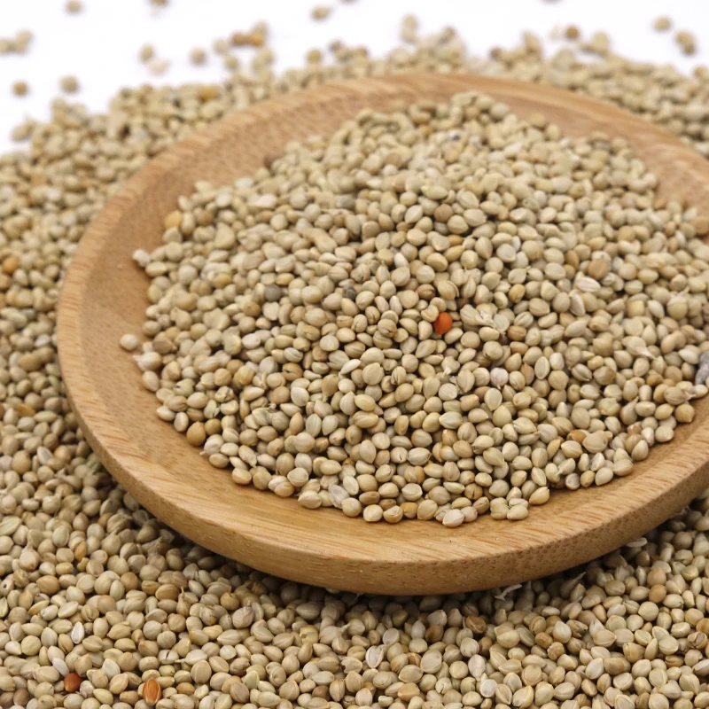 wholesale supplier of top grade in husk / foxtail millet price