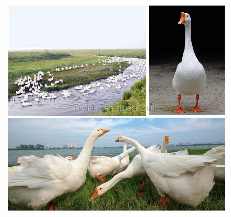 Superior Quality Duck Down Feather And Goose Feather Buy Goose