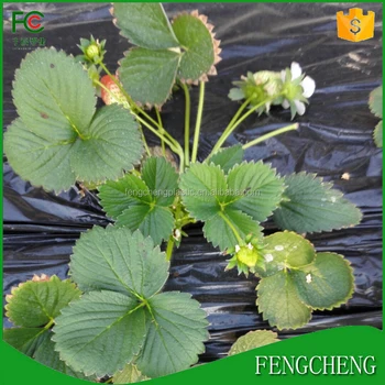 plastic film biodegradable mulch pe strawberry larger