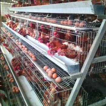 Best Sale Chicken Egg Layer Cages In South Africa Buy Chicken Egg Layer Cagesegg Layers Cagebest Sale Chicken Egg Layer Cages In South Africa