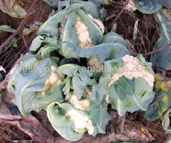 CF11 XJ no.1 60 days early maturity f1 hybrid cauliflower seeds, tolerate to high temperature, cauliflower seeds, hybrid cauliflower seeds, white cauliflower seeds.jpg