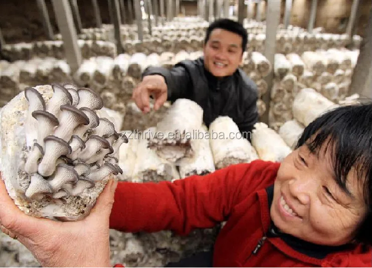 自動キノコ産卵機 キノコ産卵充填機 Buy 自動キノコスポーン製造機 キノコスポーン充填機 Product On Alibaba Com