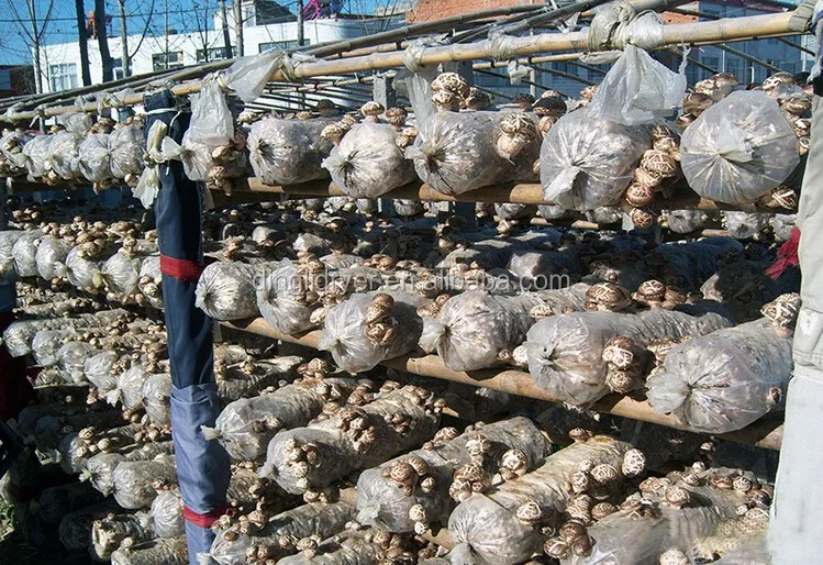 Large Mushroom Growing Equipment Used In Mushroom Manufacturing Factory