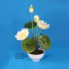 Chinese Characteristics Lotus, Water Lily