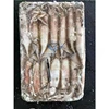 Sea Frozen Todarodes Squid Japanese common squid