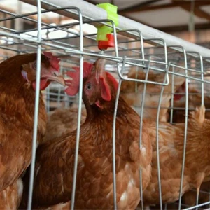 chicken cage 300
