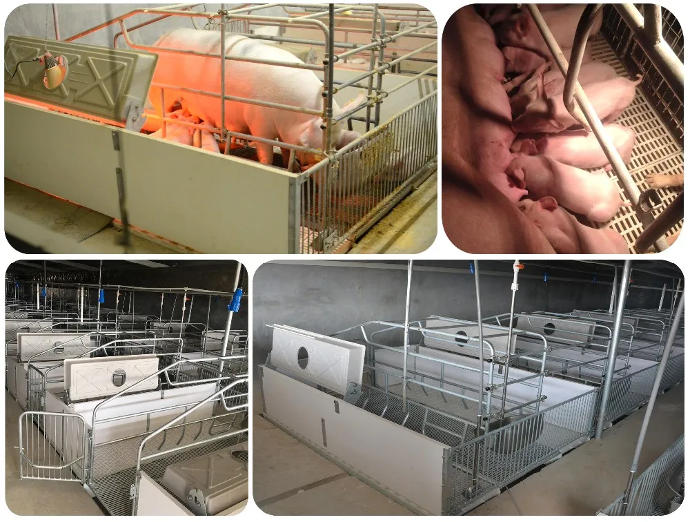 Pig farming equipment stall system farrowing crate design pig farrowing cra...