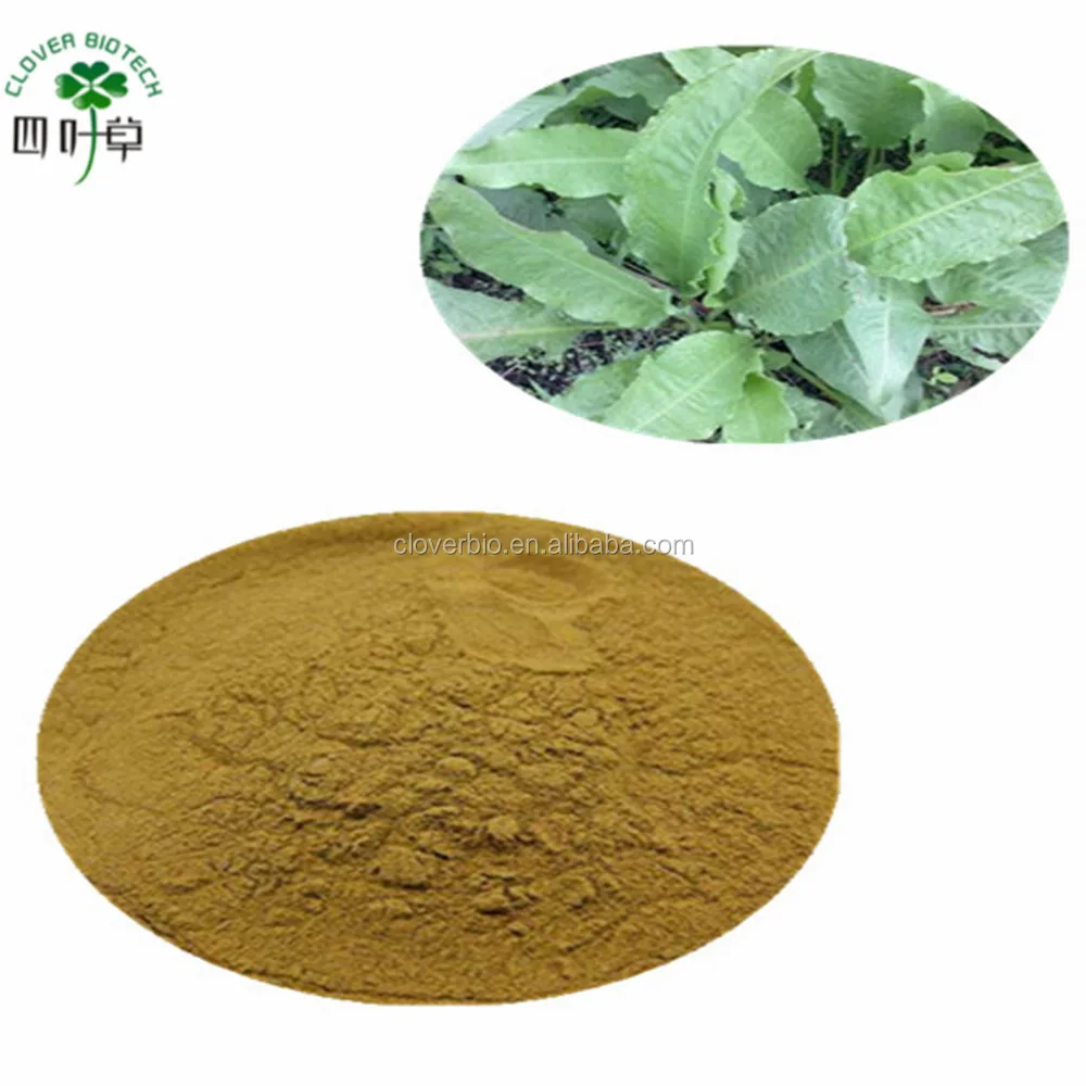 best selling products of fresh rumex crispus extract yellow dock