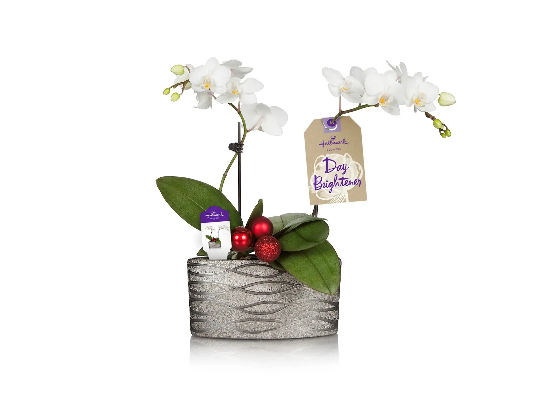 Buy Hallmark Flowers Holiday Petite White Duo Orchid With Red