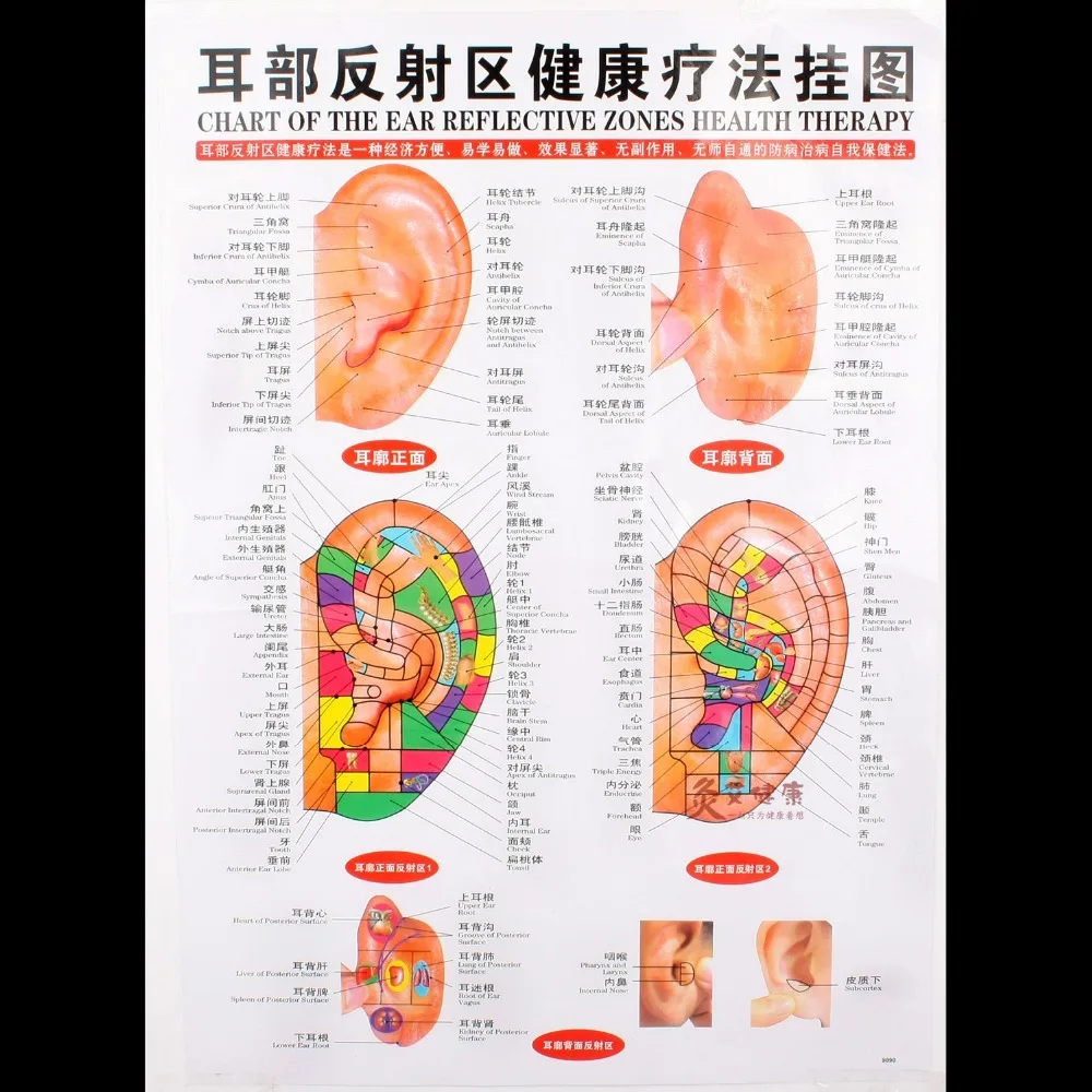 Tableau de l'oreille réfléchissante zone thérapie de santé
