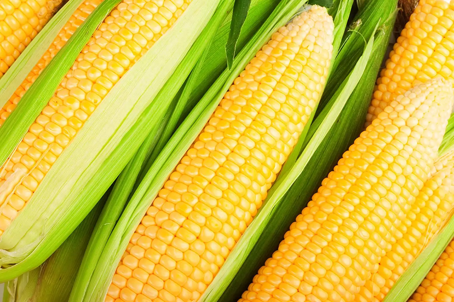 cheap-baby-corn-seeds-find-baby-corn-seeds-deals-on-line-at-alibaba