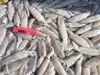 Frozen Loligo Squid For Thailand