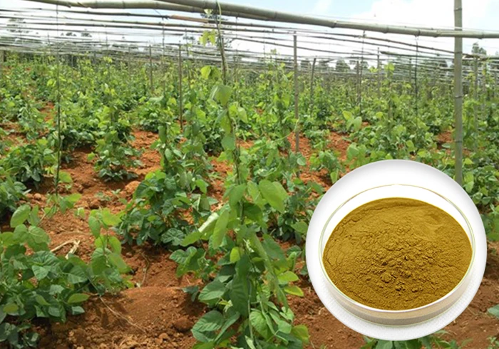 mucuna pruriens seeds prices