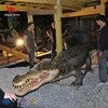 High quality Jungle animals simulation life size animatronic alligator for sale