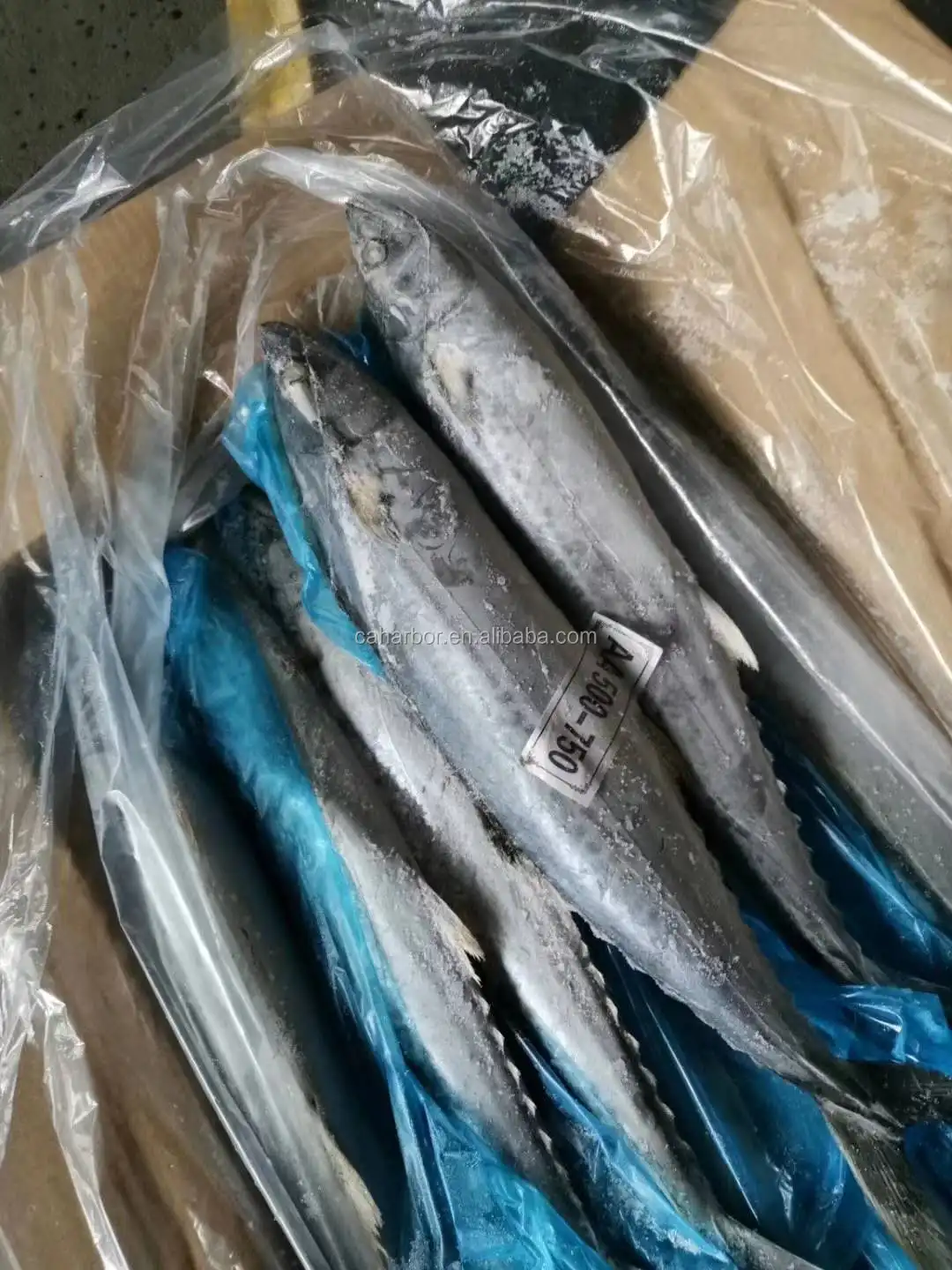 Good Quality Frozen Spanish Mackerel Competitive Price Buy Spanish