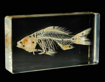 46+ Gambar Kerangka Hewan Ikan HD Terbaik